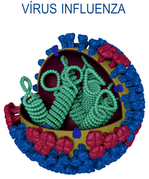 Vírus Influenza