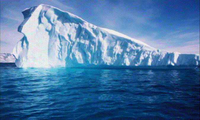 Urso Polar