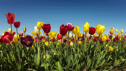 Campo de Flores