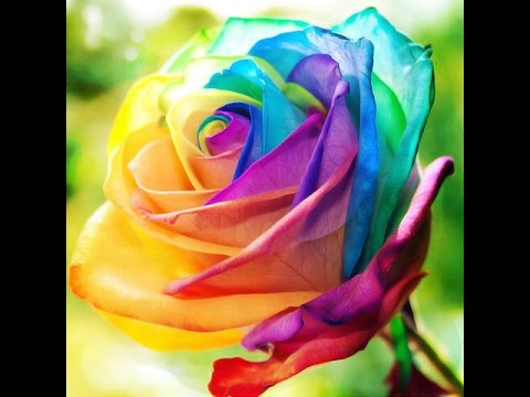 Flor