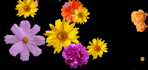 Jardim