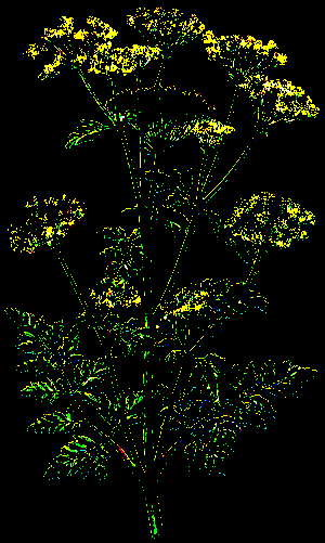 Cicuta