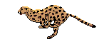 Guepardo