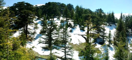 Bosque de Cedros