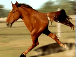 Cavalão