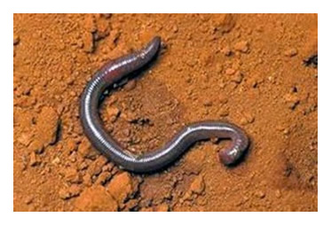 Pheretima hawayana