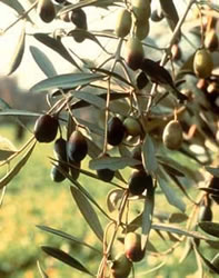 Oliveira