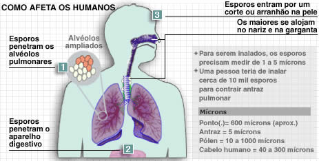 Como o Antraz Afeta os Seres Humanos