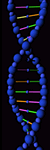 DNA