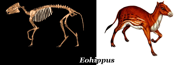 Eohippus