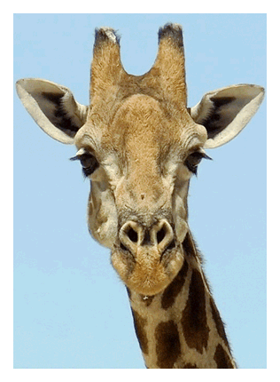 Girafa