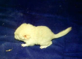 CHINCHILA