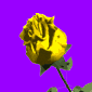 ROSA  QUE  O  GREGO  PAPADOUTROS  OFERECEU  À  TIA  ADA  EM  SEU  PRÓPRIO  VELÓRIO!  PODE!!!