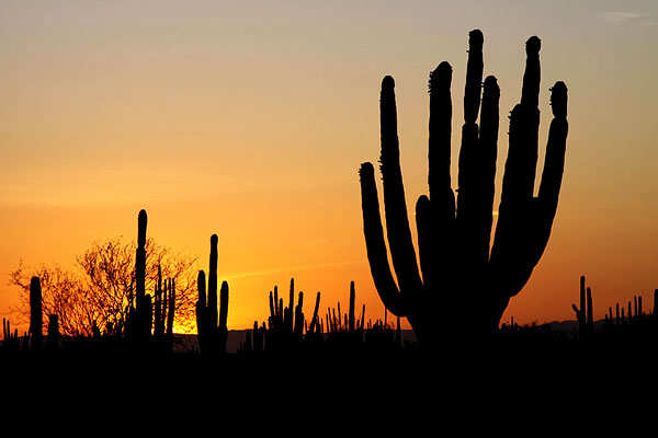 Deserto de Sonora