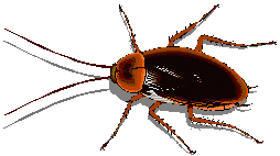 Barata-cascuda