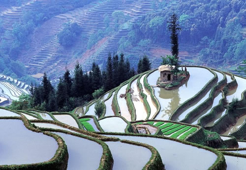 GRANDE  ARROZAL  DA  CHINA 