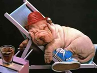 Cachorro