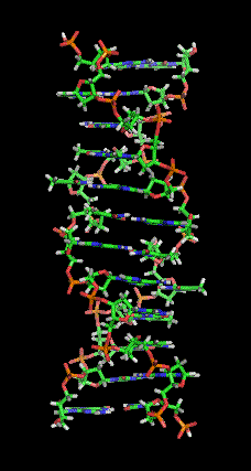 DNA