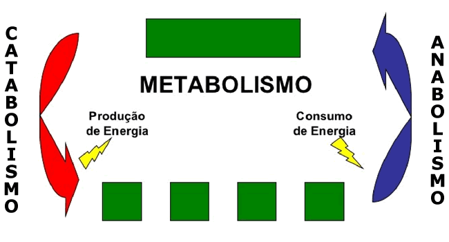 Metabolismo