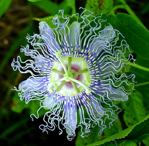 Passiflora incarnata