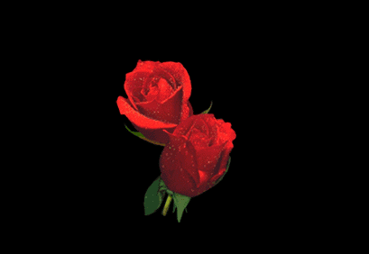 Rosas