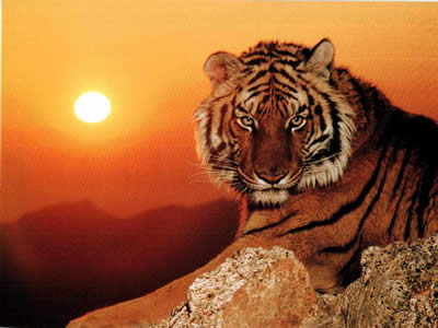 Tigre