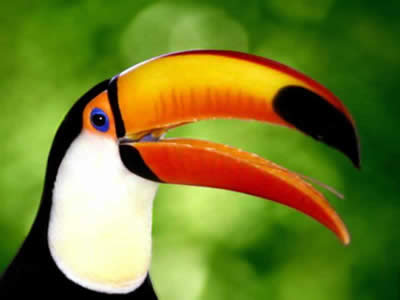 Tucano