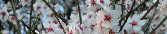 Flores de Almendro 