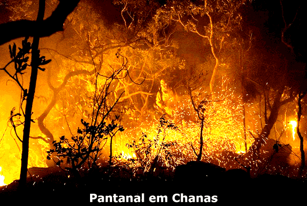 Amazônia Devastada e Pantanal em Chamas