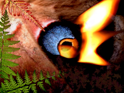 Forest Essence 
