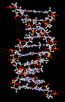 DNA
