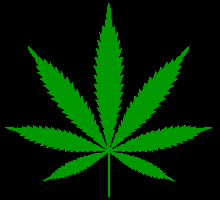 Cannabis sativa