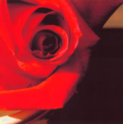 Rosa