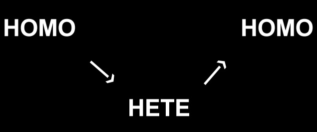 HOMO —› HETE —› HOMO
