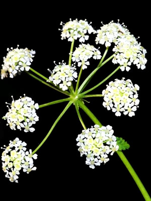 Cicuta