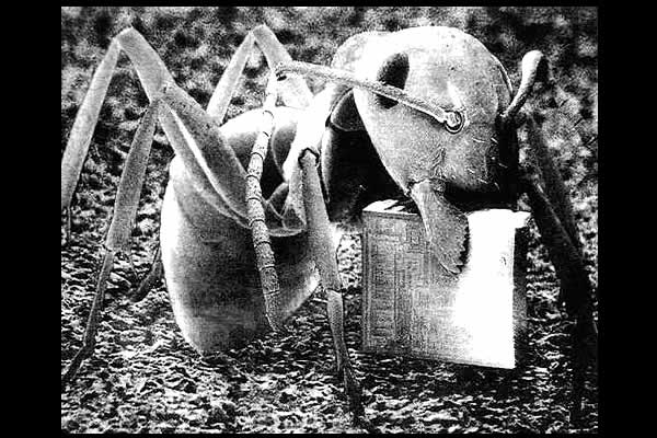 FORMIGA E MICROCHIP