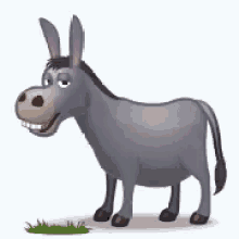 Donkey