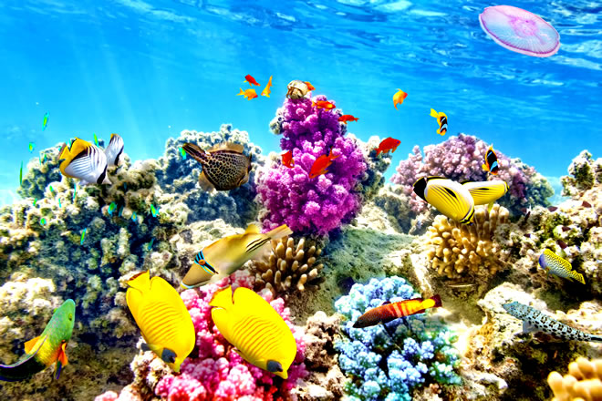 Grande Barreira de Coral Australiana