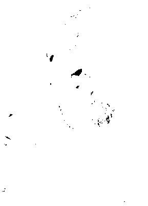 Charles Webster Leadbeater