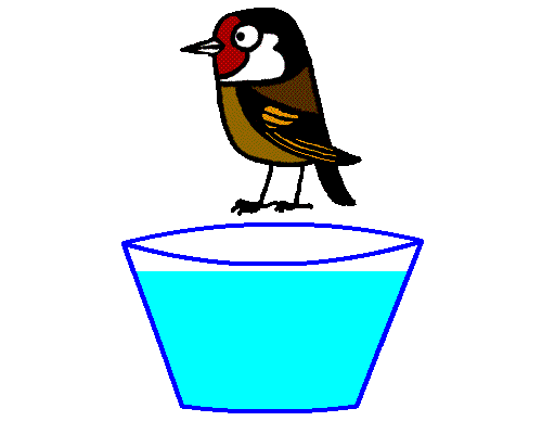 Pintassilgo