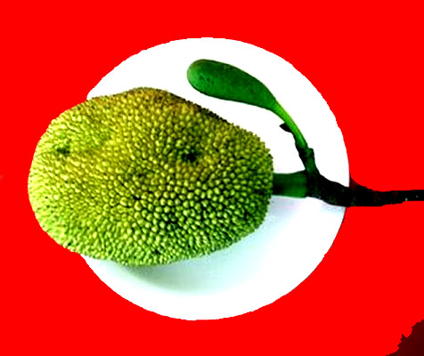 Artocarpus heterophylla