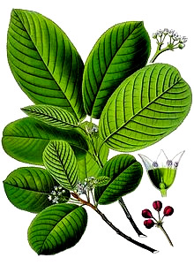 Cáscara