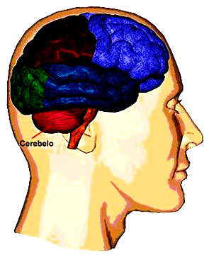 Cerebelo