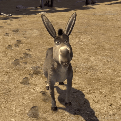 Burro