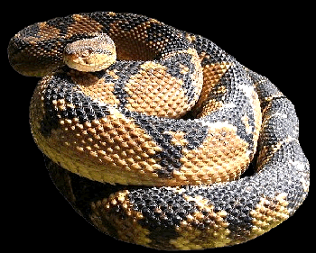 Surucucu