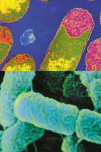 Escherichia coli