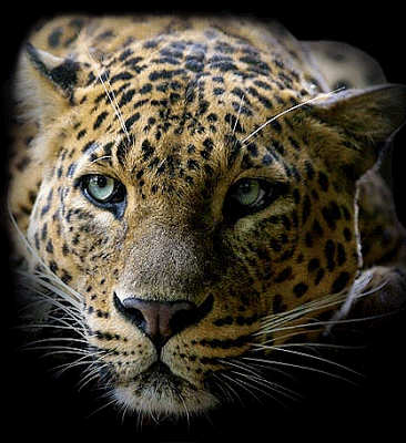 Onça
