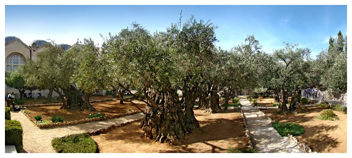 Jardim de Getsêmani