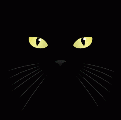 Gato Preto