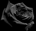 Rosa Negra